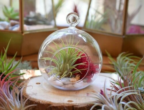 Air Plant with Red Moss