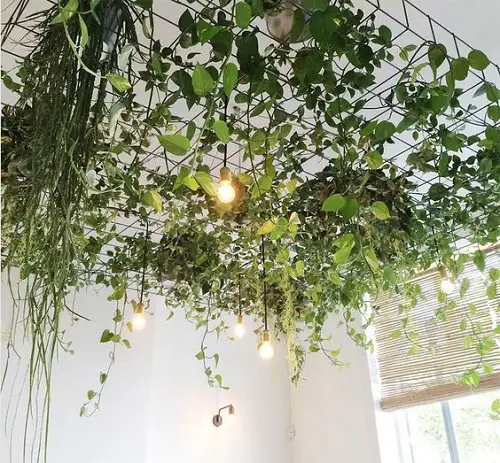 Mesh Ceiling of Real or Faux Heart-Shaped Foliage