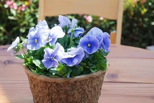 Best Types of Pansies