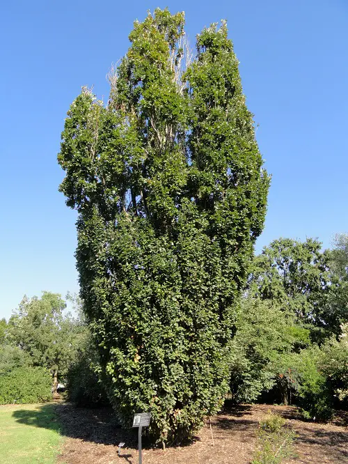 Tall Skinny Trees