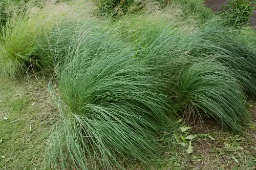 Best Plants to Grow Under the Oak Tree