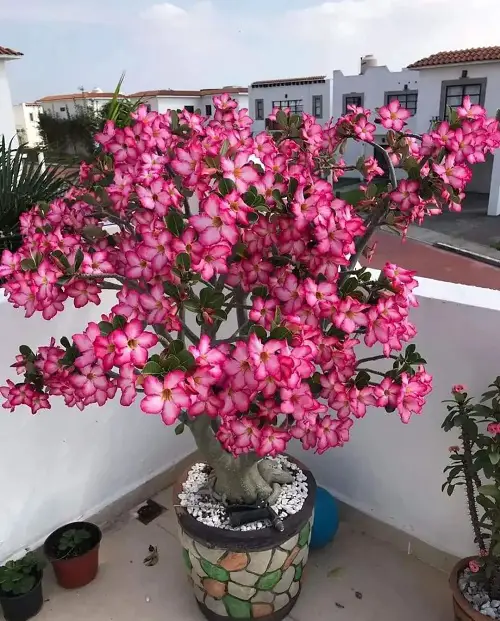top Best Tall Succulents