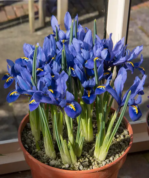 iris Popular Flower Meaning