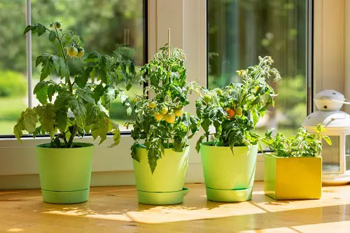 Indoor Winter Gardening Projects for December