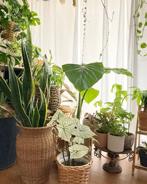 Houseplants in Cane Pots Showering Boho Vibes