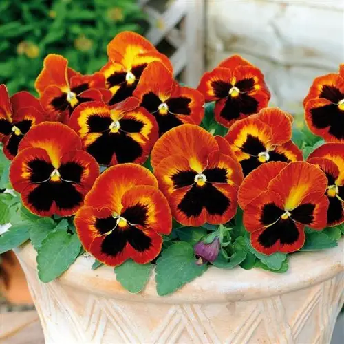 Amazing Beautiful Pansy Varieties