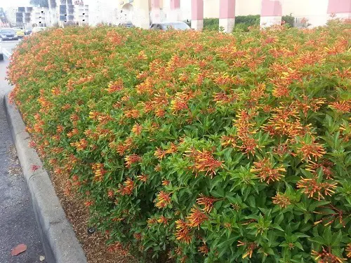 Best Low Maintenance Hedge Plants 10