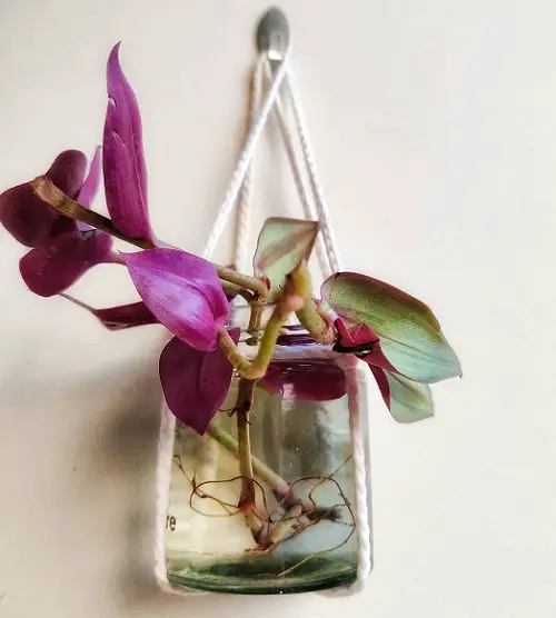 Solo Hanging Glass Planter