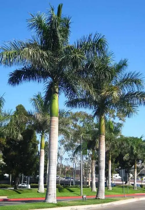 best Florida Palm Trees Species