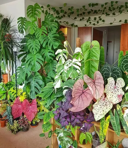 Tropical Oasis!