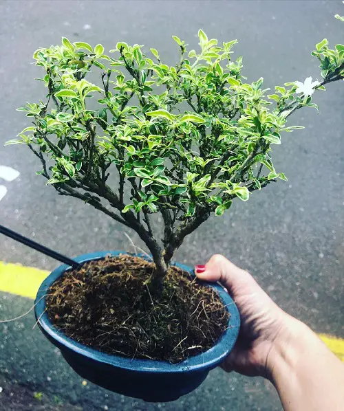 Snow Rose Bonsai in Blue image