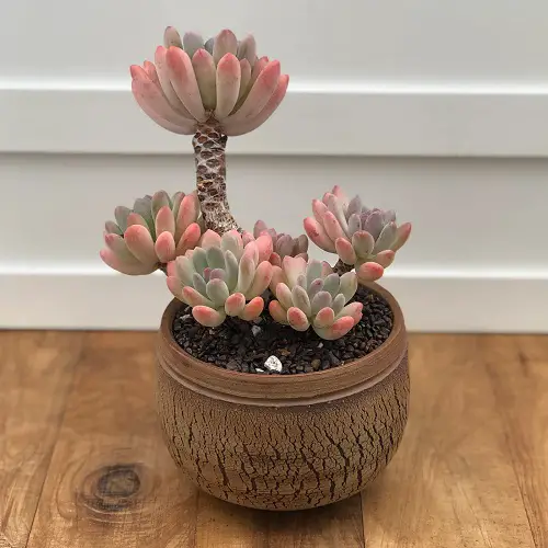 Greatest Variegated Succulent Plants for Growing indoor