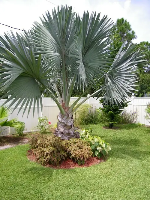 top Florida Palm Trees Species