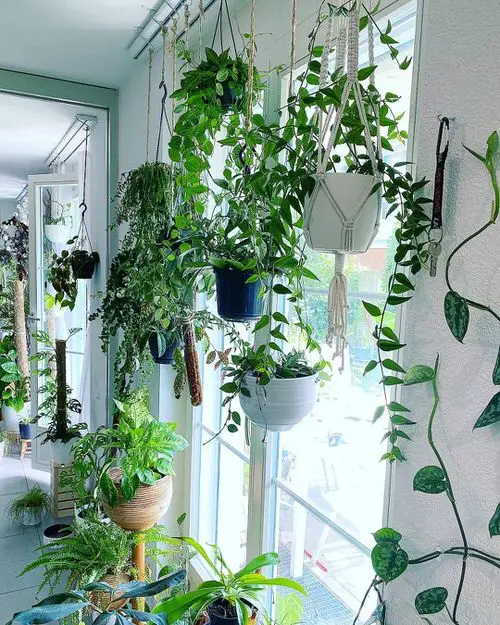 Best Hanging Plants in Front of Windows Ideas