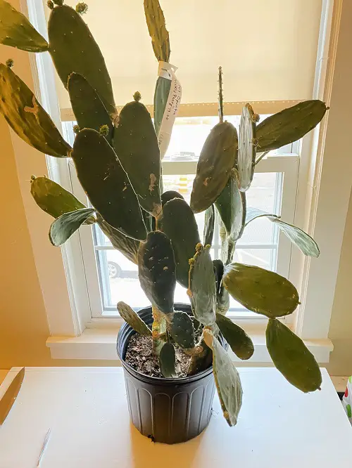 Elevated Succulents