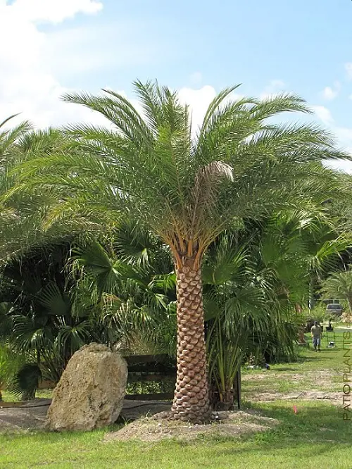 Florida's Finest Palm Trees 