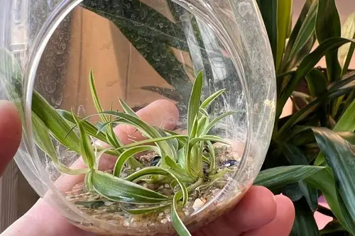 best Ideal Indoor Terrarium Plants