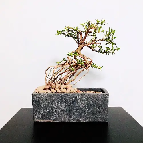 Snow Rose Bonsai Centerpiece Pictures 