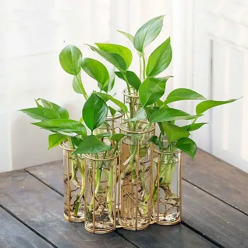 Pothos Garden in Glass Tubes