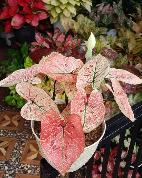 Beautiful Combination of Red & Green!