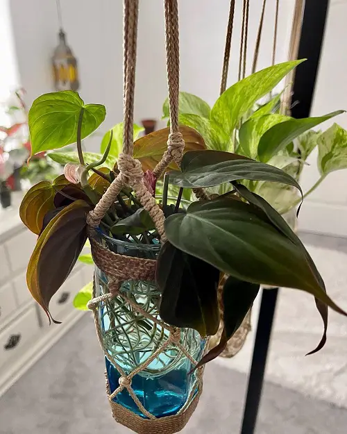 Macrame Hanging Glass Planters