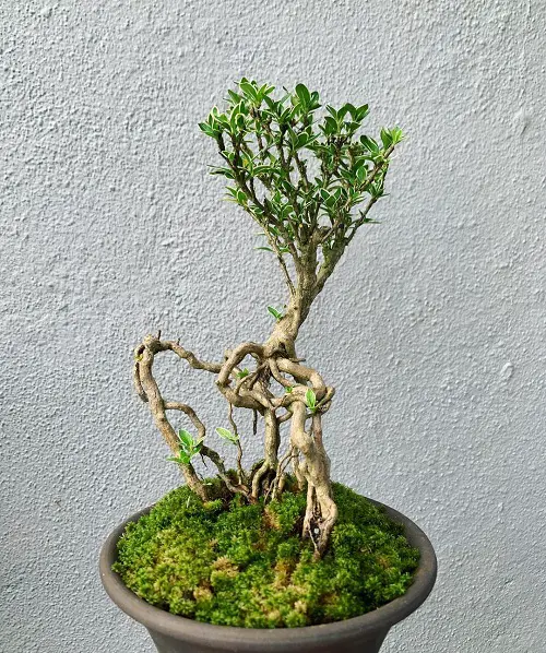 Snow Rose Bonsai with Moss image