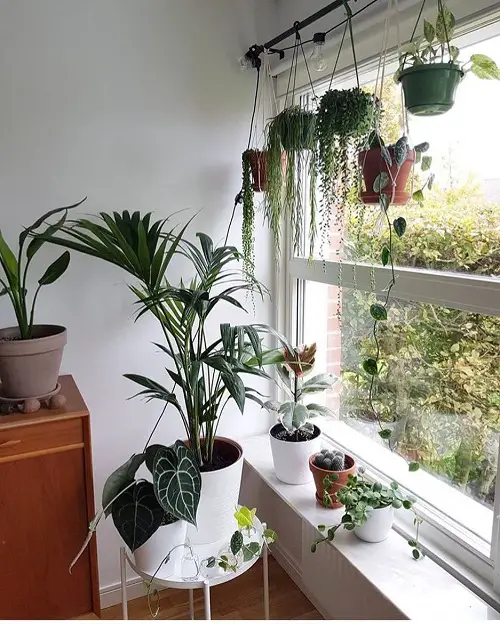 An Array of Hanging Houseplants by the Window