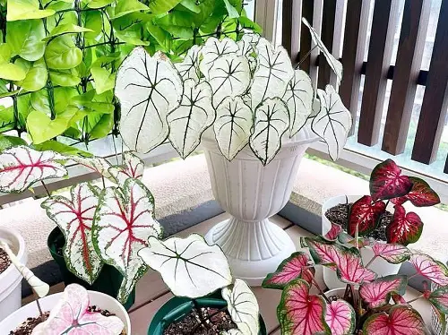A Contrasting Caladium Corner
