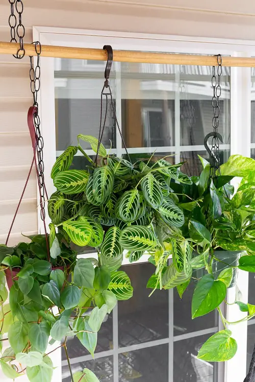 top Tropical Trio Hanging from DIY Plant Rod