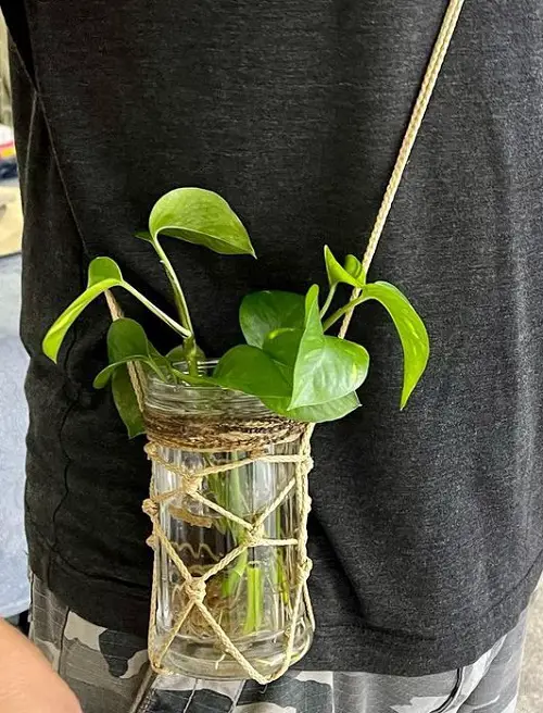 Glass Planter in Knots
