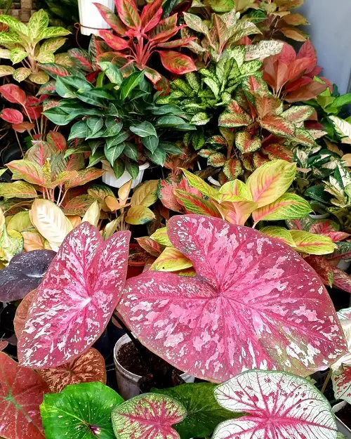 Large Pink Caladium Highlighting amidst the Houseplants
