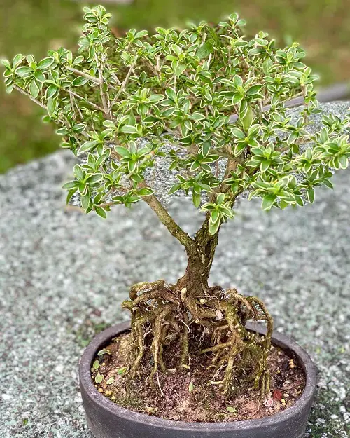 Snow Rose Bonsai in Garden Pictures 