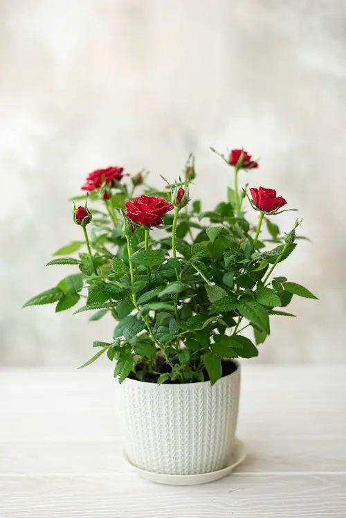 Popular Flower for yard