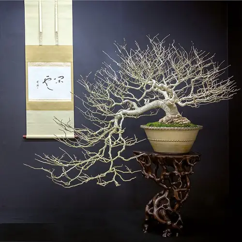 Best Magnolia Bonsai Tree A Shining White Magnolia Bonsai Tree