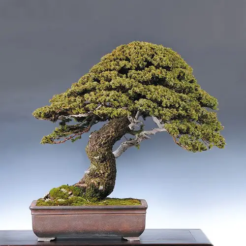 Top Images of Black Spruce Bonsai