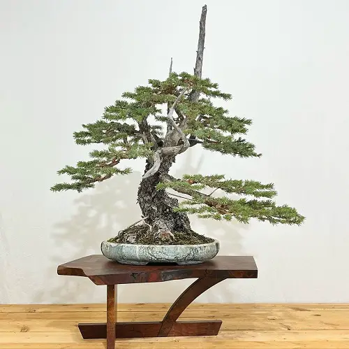 best Top Images of Black Spruce Bonsai