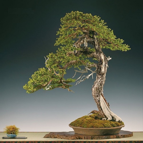 lovely Best Black Spruce Bonsai Pictures