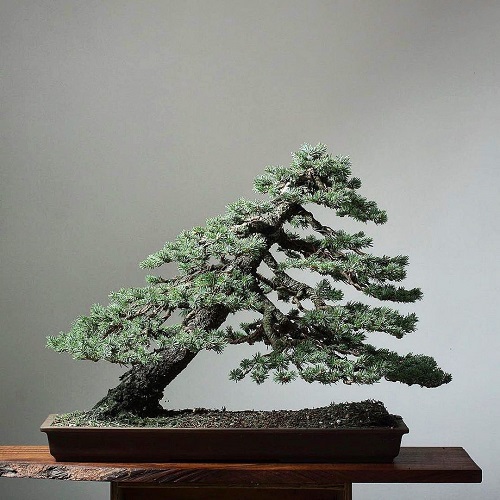 Best Black Spruce Bonsai Pictures