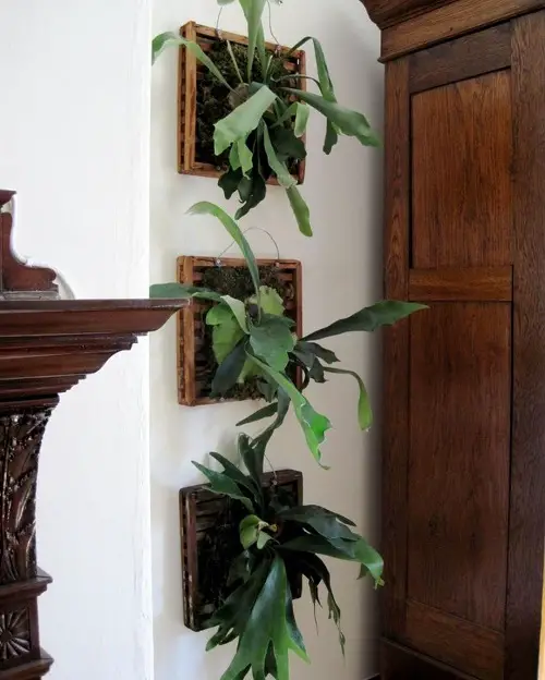 Staghorn Fern Frames by the Wall Cabinet