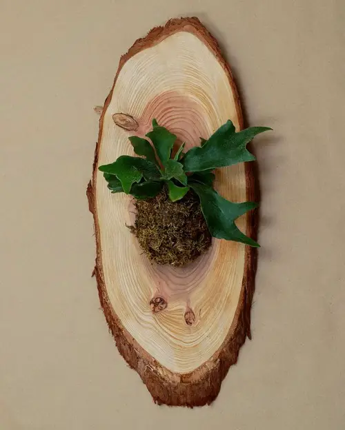 Chopped Wood Plant Wall Decor