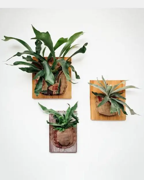 Staghorn Fern Frames on the Wall