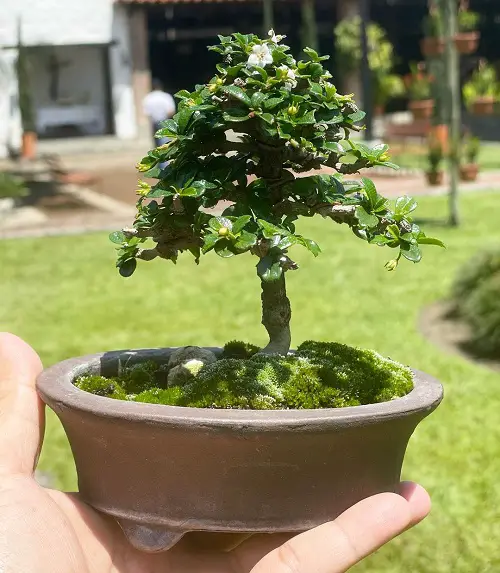 Tiny Tree Snow Rose picture