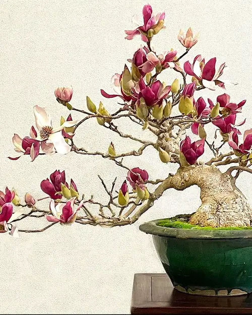 Best Magnolia Bonsai Tree Pictures 12