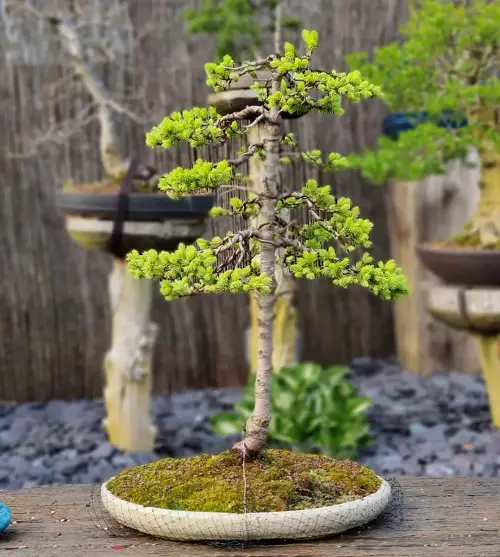 Top Images of Black Spruce Bonsai