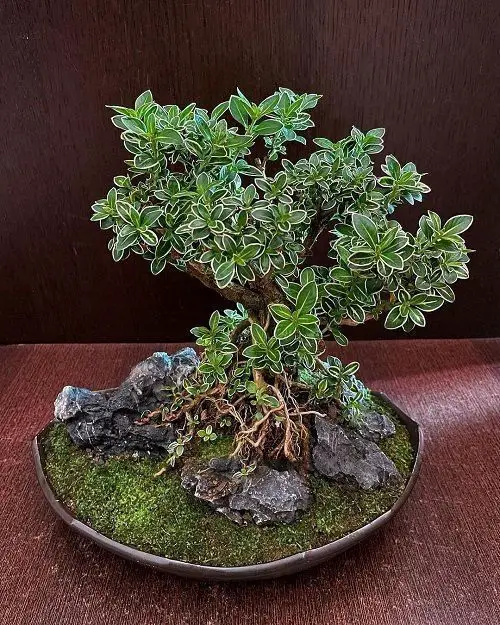 Traditional Snow Rose Bonsai Pictures 