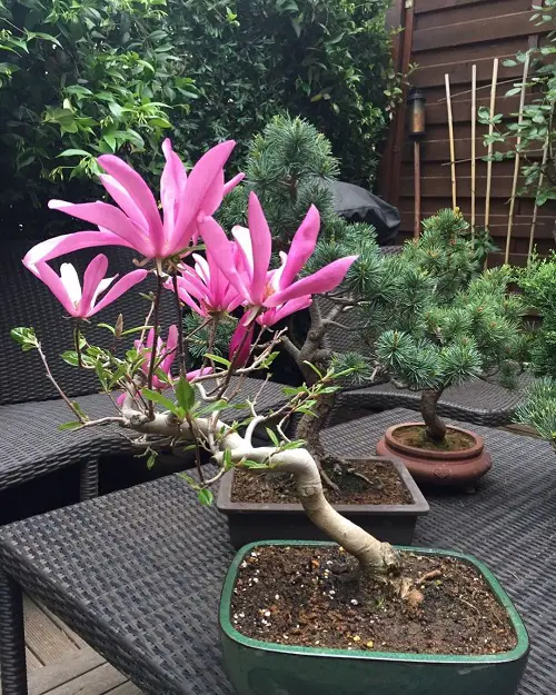 lovely Magnolia Bonsai Tree 11
