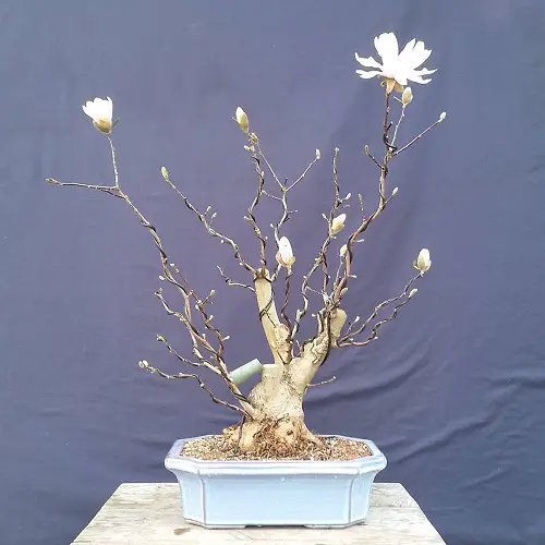 Shrill Branches of a Bonsai Magnolia