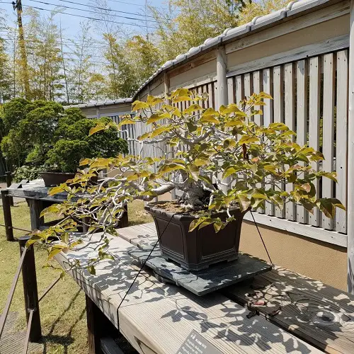 Best Magnolia Bonsai Tree in garden