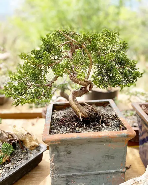 Black Spruce Bonsai Pictures