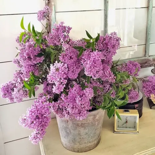 Popular Flower Meanings